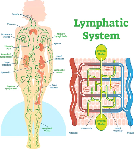 What Does Health Look Like?